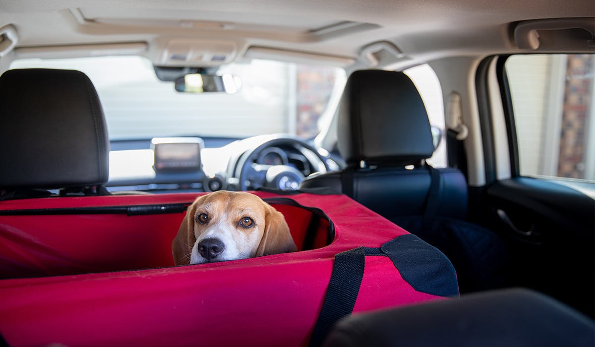 The best cages and dog crates for car travel Pets Take A Break